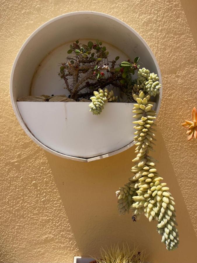 Eco House Golfinhos Daire Corralejo Dış mekan fotoğraf